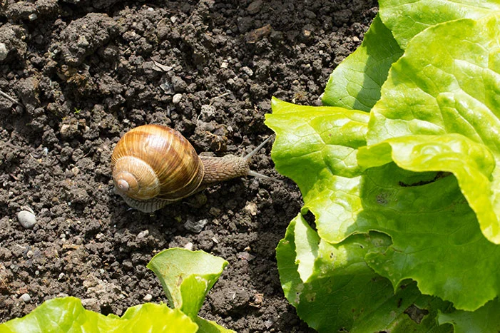 Schnecke kriecht auf Beet